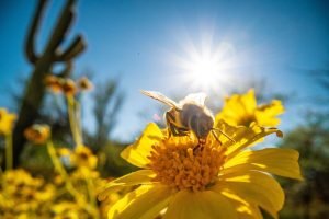 Pollinator Picnic Kit Review - Monday Dec 5th