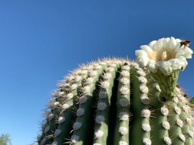 Saguaro