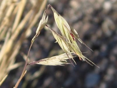 Slender Grama and Needle Grama 1