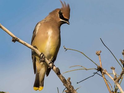 Cedar Waxwing