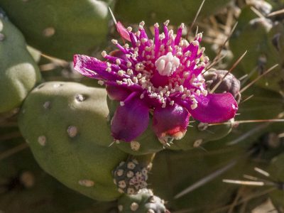 Chain Fruit Cholla 6