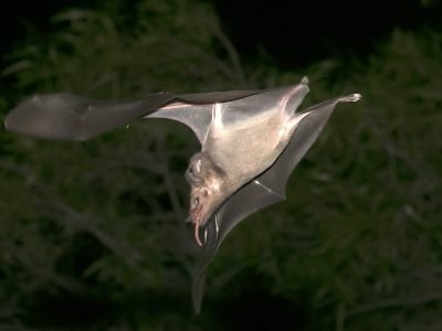 Lesser Long-Nosed Bat 1