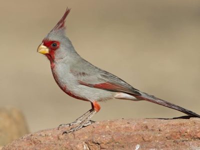 Pyrrhuloxia 3