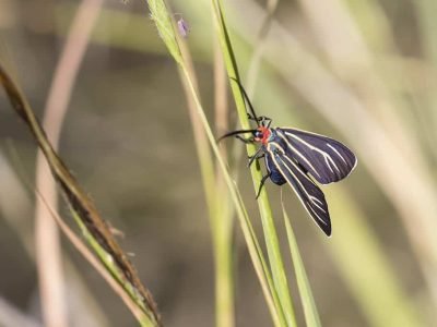 Gneiss News November 2017 6