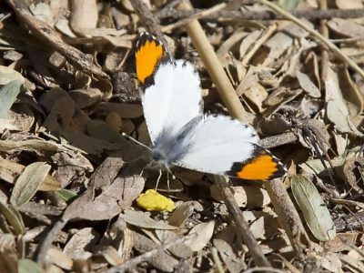 Sara Orangetip 3
