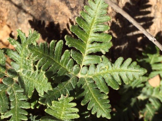 Desert Ferns 3