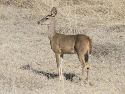White-Tailed Deer