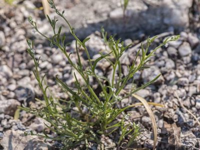 Arch-Nutted Comb Bur 3