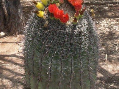 Barrel Cactus