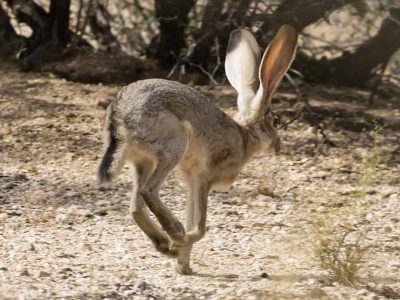 Black-Tailed Jack Rabbit