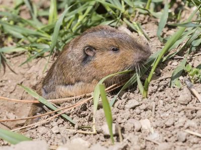 Botta's Pocket Gopher