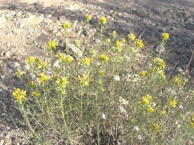 Gneiss News November 2017 15