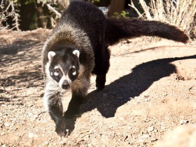 Coati walking towards the camera