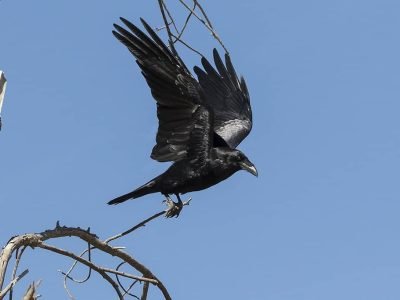 Common Raven