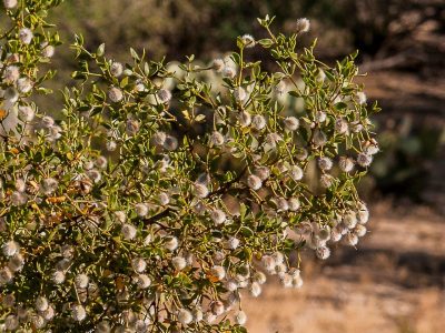Creosotebush 1