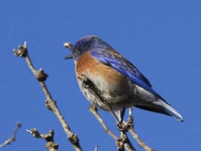 Western Bluebird