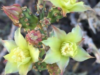 Desert Christmas Cactus