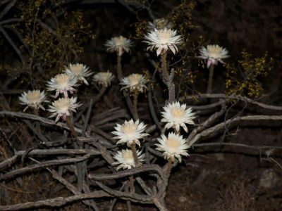 Desert Night-Blooming Cereus