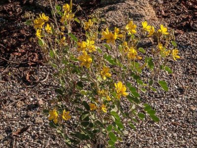 Desert Senna 1