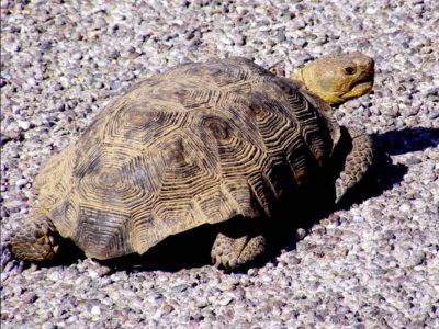 Desert Tortoise standing on gravel