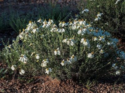 Desert Zinnia & Paper Flower