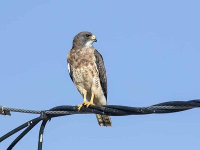 Swainson's Hawk