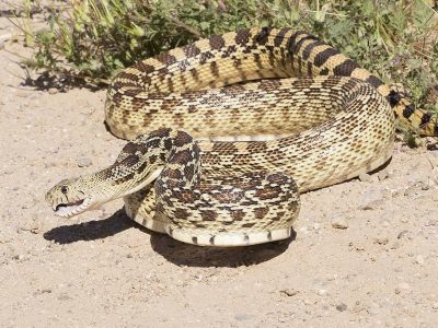 Gopher Snake