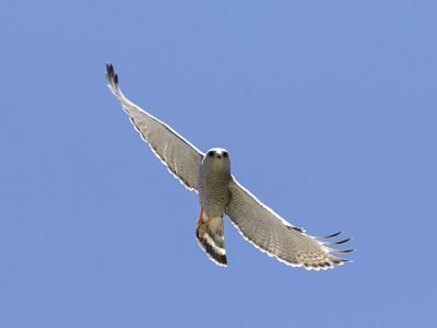 Gray Hawk