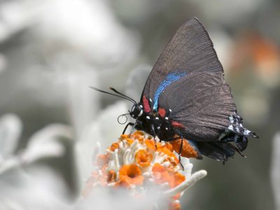 Great Purple Hairstreak 1