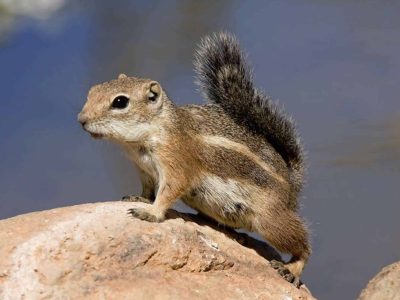 Photo of Harris' Antelope Squirrel sitting on a rock