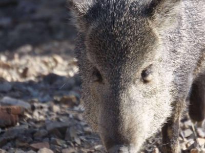 Photo of Javelina near Sabino Canyon