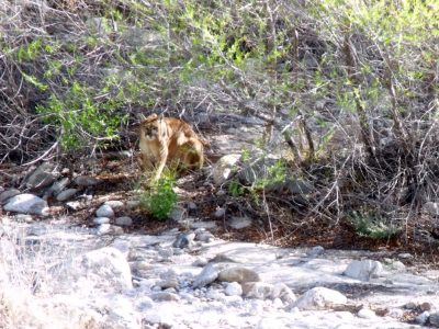 Picture of a Mountain near a creek