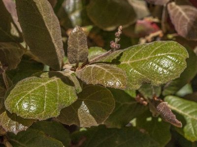 Oaks of Sabino Canyon 4