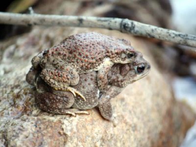 Male and Female Red Spotted Toad in mating embrace