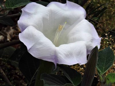 Sacred Datura 4