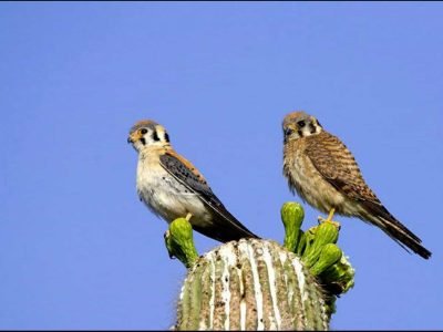American Kestrel pair sitting on a saguaro