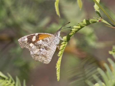 American Snout Butterfly grasping a Palo Verde leaflet