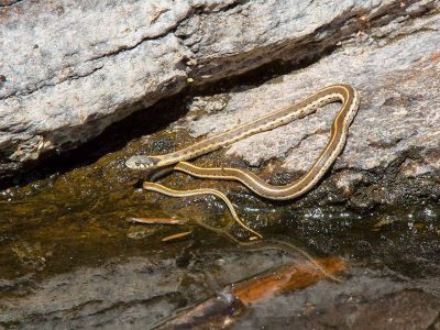 Black-Necked Garter Snake