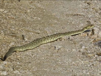 Black-Tailed Rattlesnake