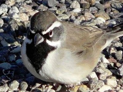 Black-Throated Sparrow