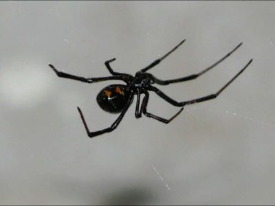 Black Widow Spider