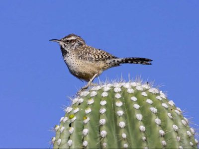 Cactus Wren