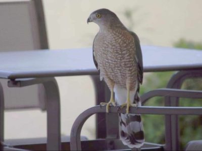 Cooper’s Hawk