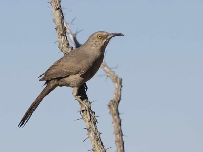 Curve-Billed Thrasher