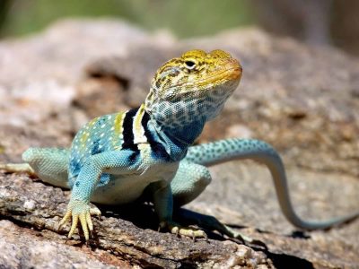 Eastern Collared Lizard