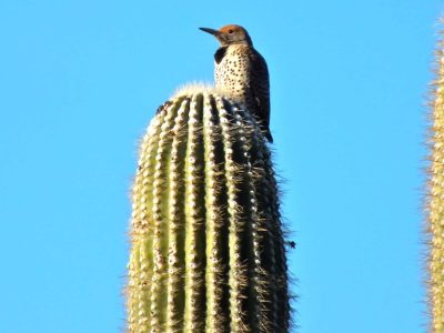 Gilded Flicker atop a saguaro
