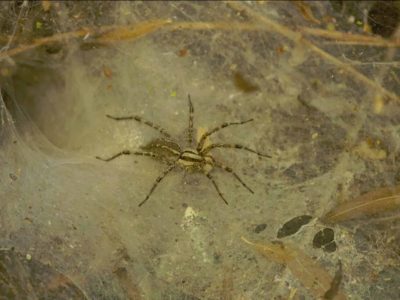 Funnel-Web Spider