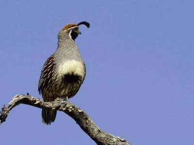 Gambel's Quail