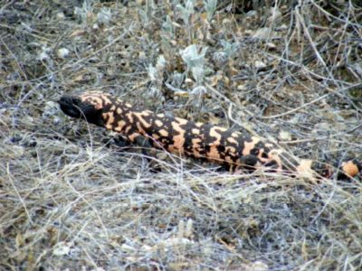 Gila Monster