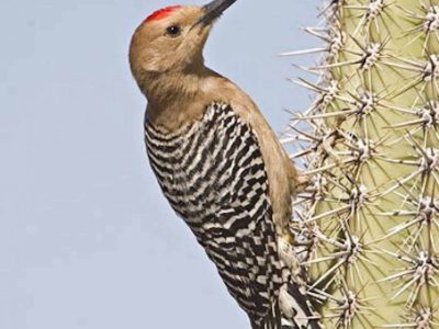 Gila Woodpecker